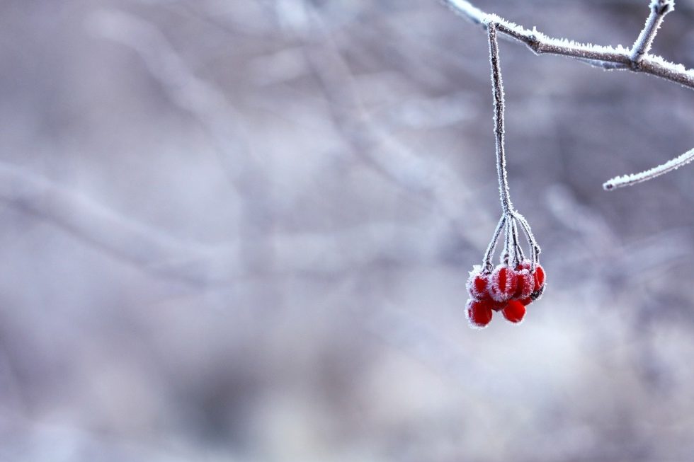 The O2i Design Team wish you all a very happy Christmas and New Year 2023. We hope you all enjoy a joyful festive period. Photo by Pixabay: https://www.pexels.com/photo/red-fruit-handing-on-tree-branch-selective-color-photography-64705/