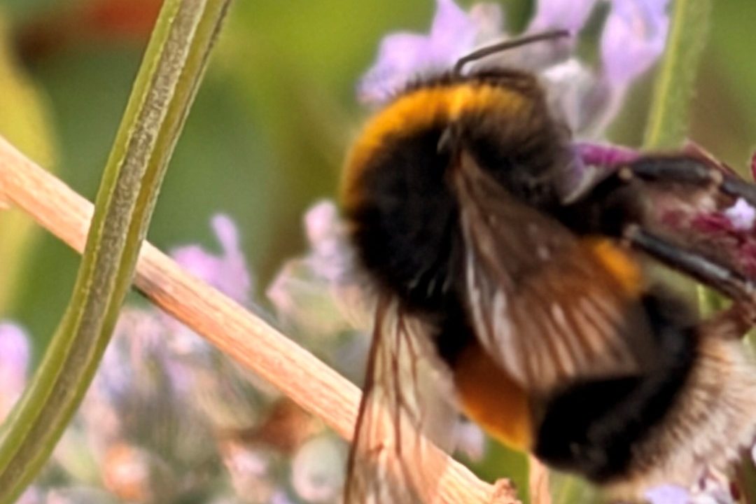 From 6 August 2026, many planning applications on sites of 0.2 hectares or less may be exempt from mandatory Biodiversity Net Gain requirements. However, the exemption does not apply to every project. Factors such as priority habitat, the type of development and the application date remain important. This article explains the changes in plain English and highlights the key questions to consider before submitting a planning application.